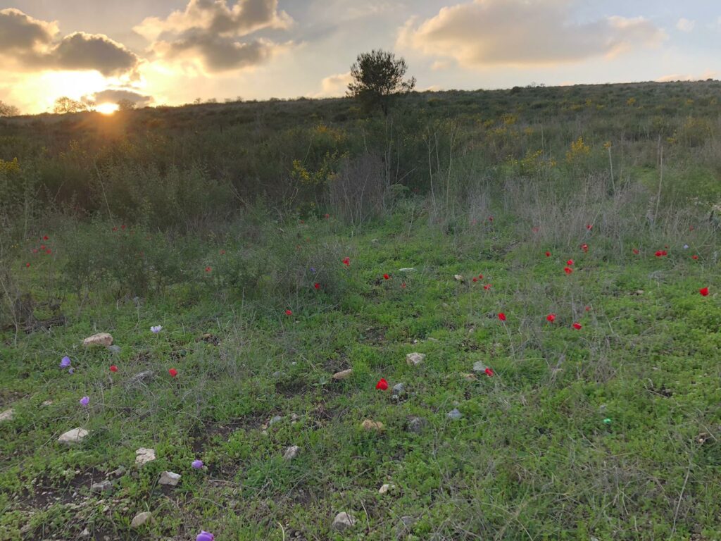 כלניות פורחות בבתה 