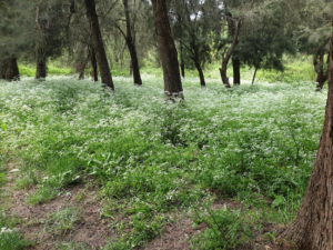 פריחת אמיתה בנחל דישון