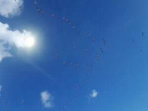 ציפורים בנדידה מחוף כרמל