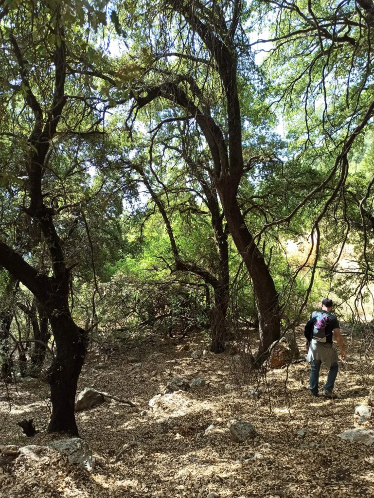 הברית בין הבתרים מעבר לגדר המערכת 