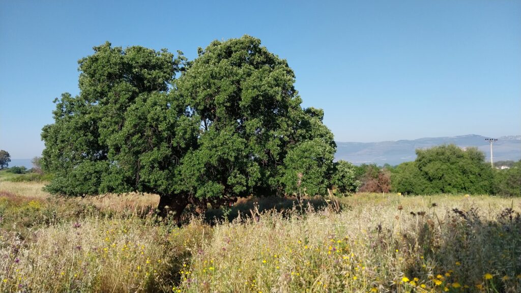 סימון שביל ישראל על עץ אלון בשדה מרעה בגליל העליון 