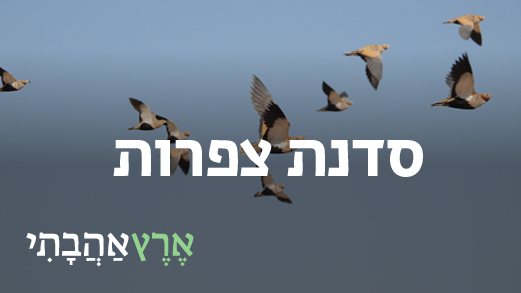 סדנת צפרות