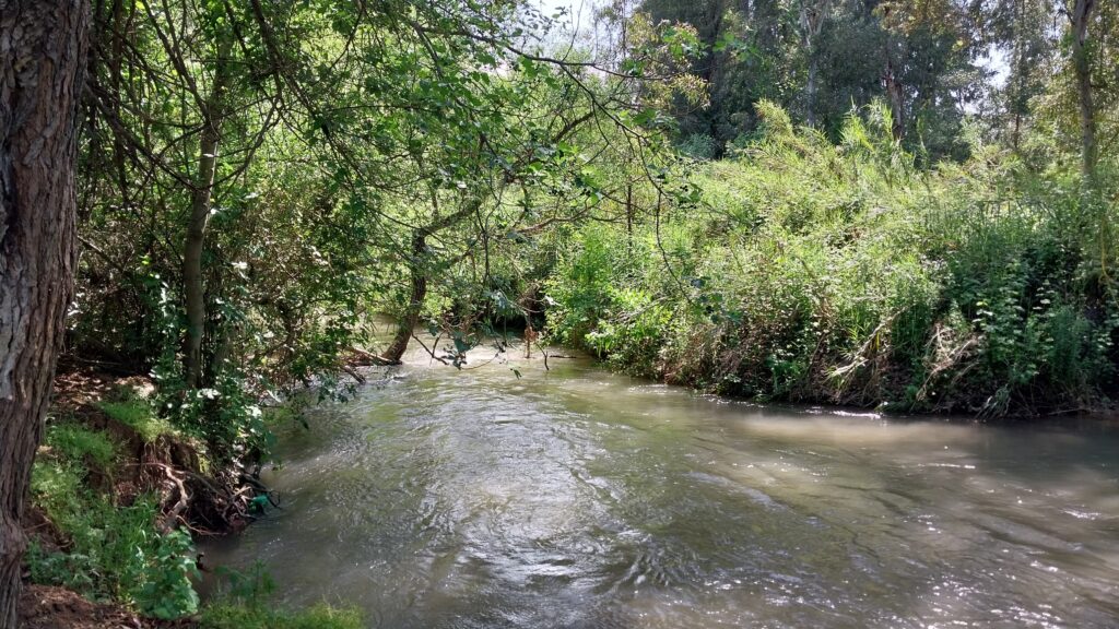 מורד הבניאס 