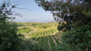 המטעים בנווה אטיב במקטע החדש של שביל ישראל בחרמון