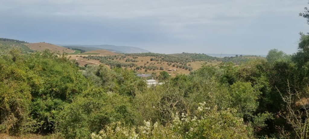 תצפית משביל מגידו, נוף, הרים, סבך 