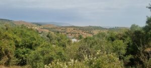 תצפית משביל מגידו, נוף, הרים, סבך