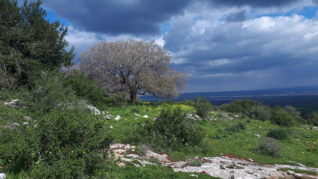אלון תבור מלבלב בשביל מגידו 