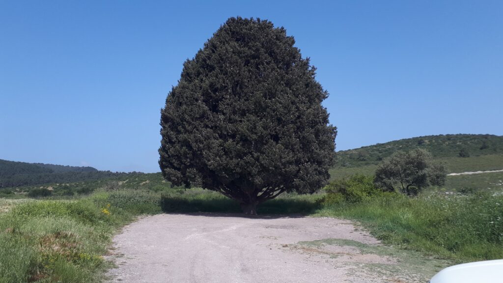 ברוש בנחל דליה 