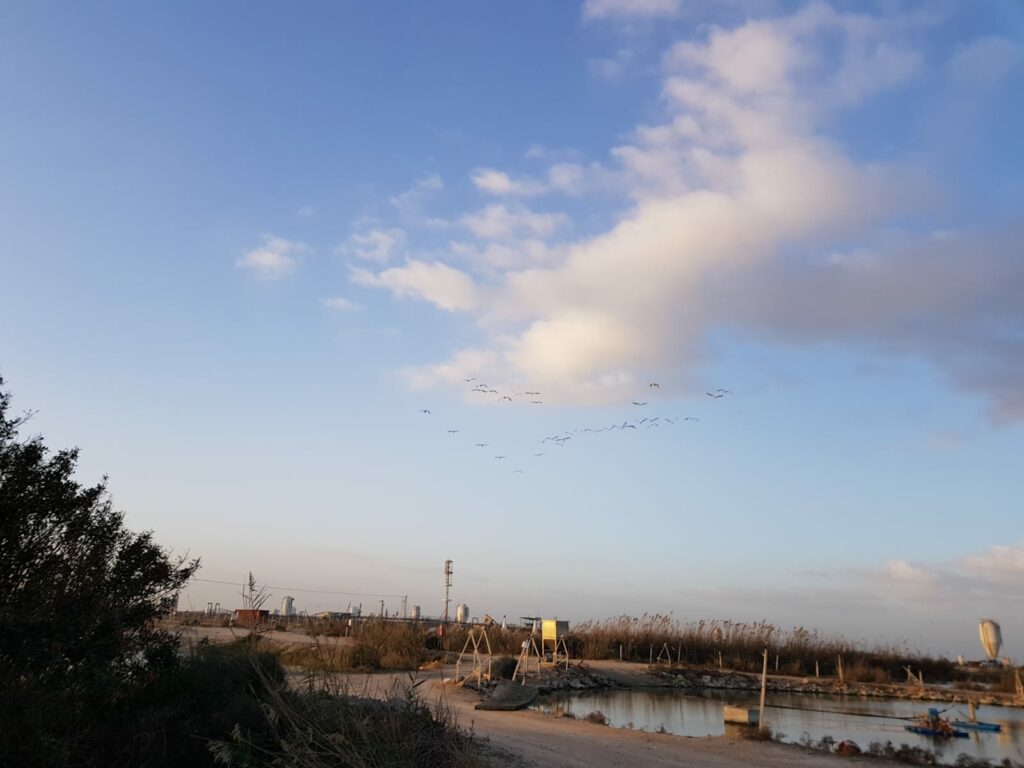 ציפורים מעל בריכות הדגים במעגן מיכאל 