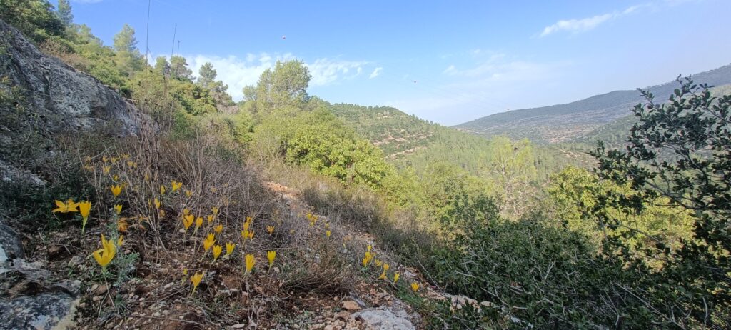 חלמוניות בשביל הקטלב הסמוך למסלול נחל שורק 