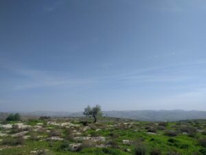 פריחה בגבעות הדרומיות של מודיעין
