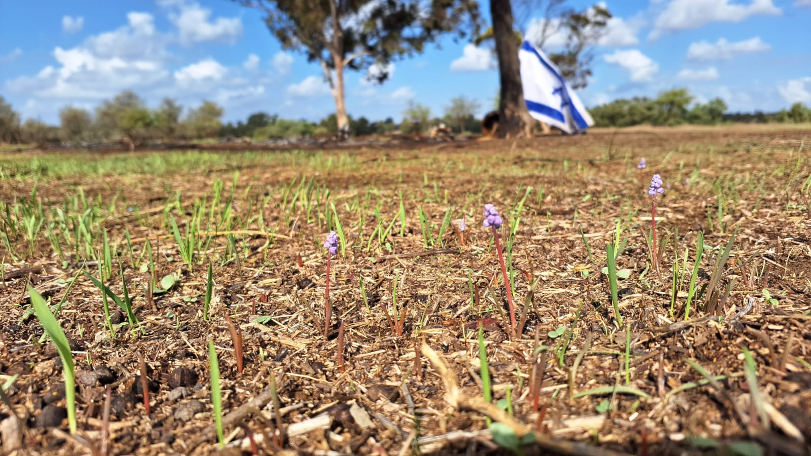 פריחה ביער רעים