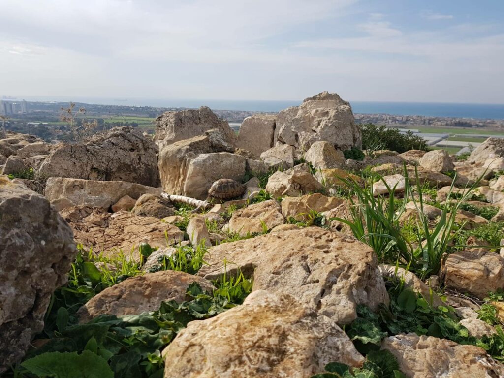 צב בתצפית ברמת הנדיב 
