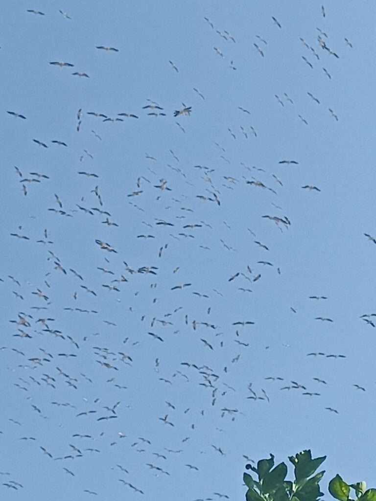 להקת שקנאים מעל מושב בני דרור 