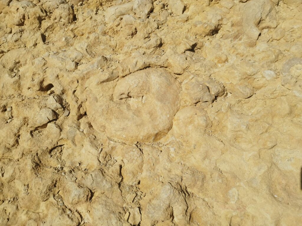 קיר האמוניטים במכתש רמון 