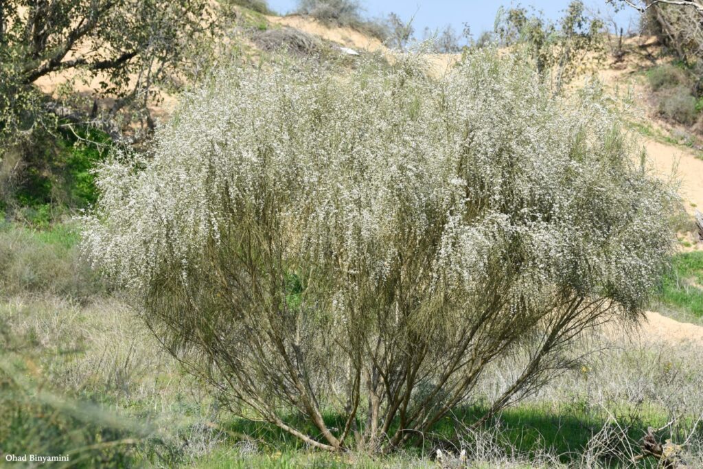 פריחת רתמים בחולות ניצנים 