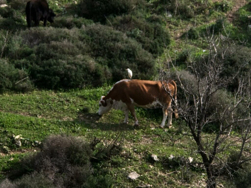 פרה וציפור בעין קדם 