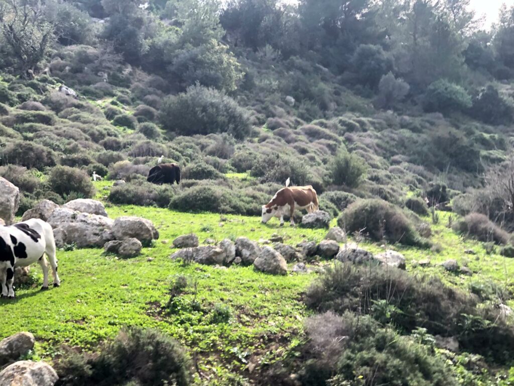 עין קדם 