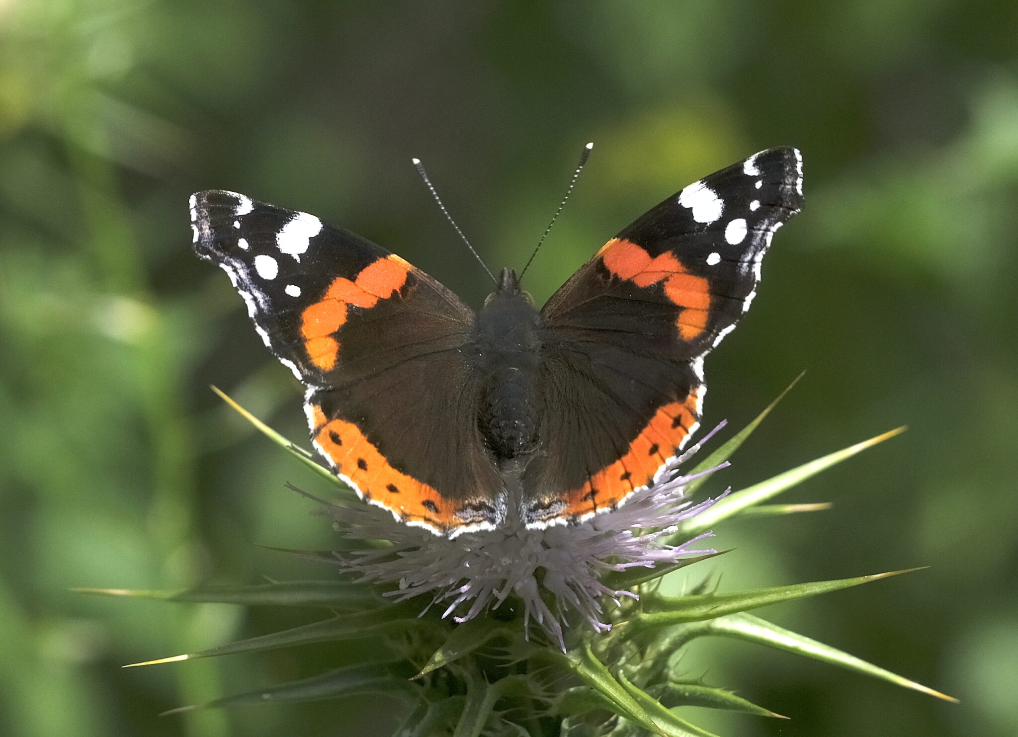 14 פרפרים ישראליים שכדאי לכם להכיר | החברה להגנת הטבע