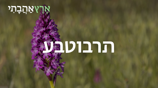תמונה של פרח