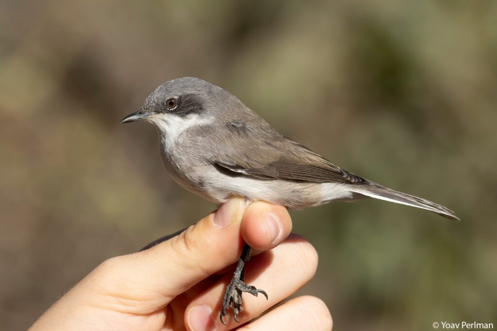 סבכי טוחנים
