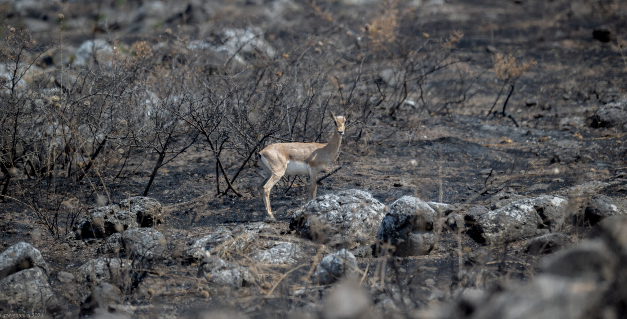 צביה בשטח שרוף בצפון