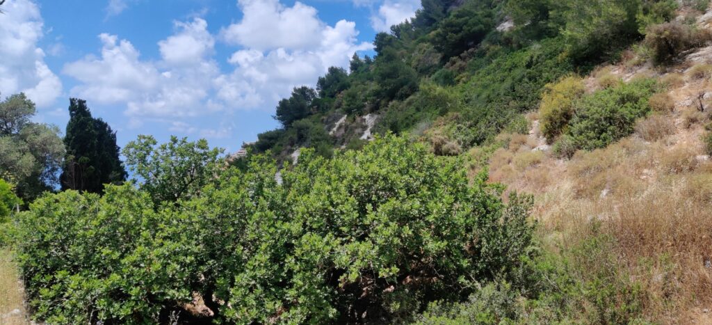 צמחיית חורש ים תיכוני בנחל שיח בכרמל 