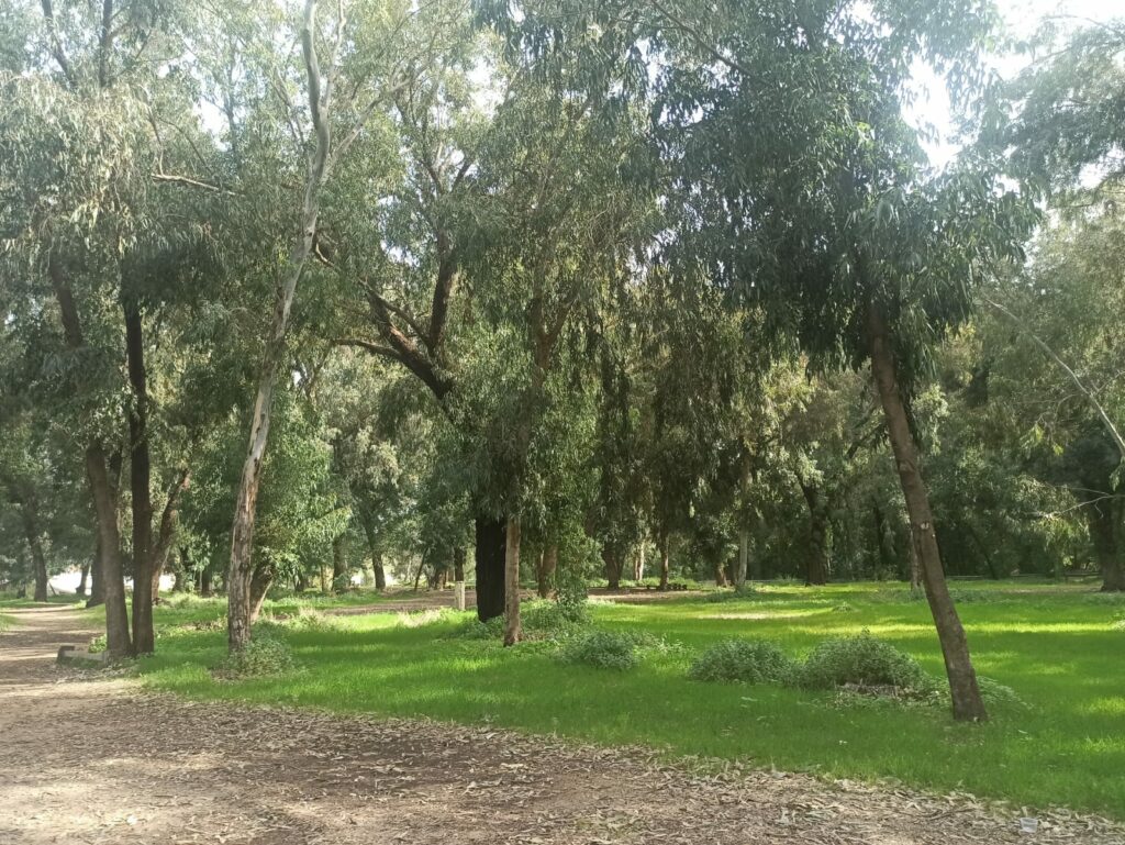 חורשת הצנחנים 