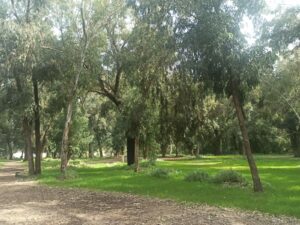 חורשת הצנחנים