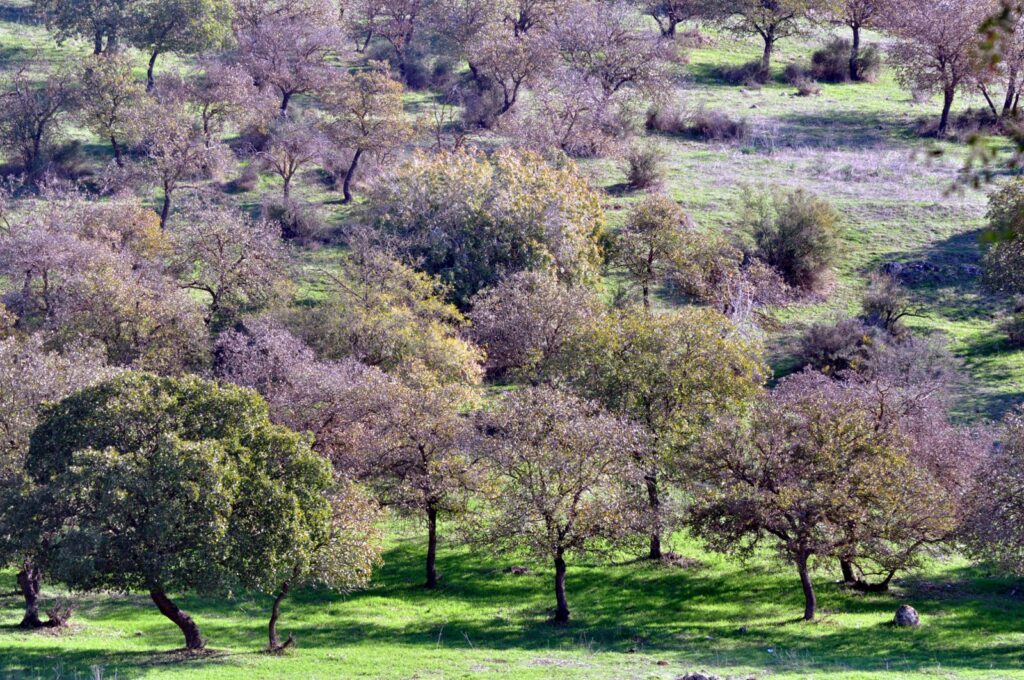 פריחה ביער בית קשת 