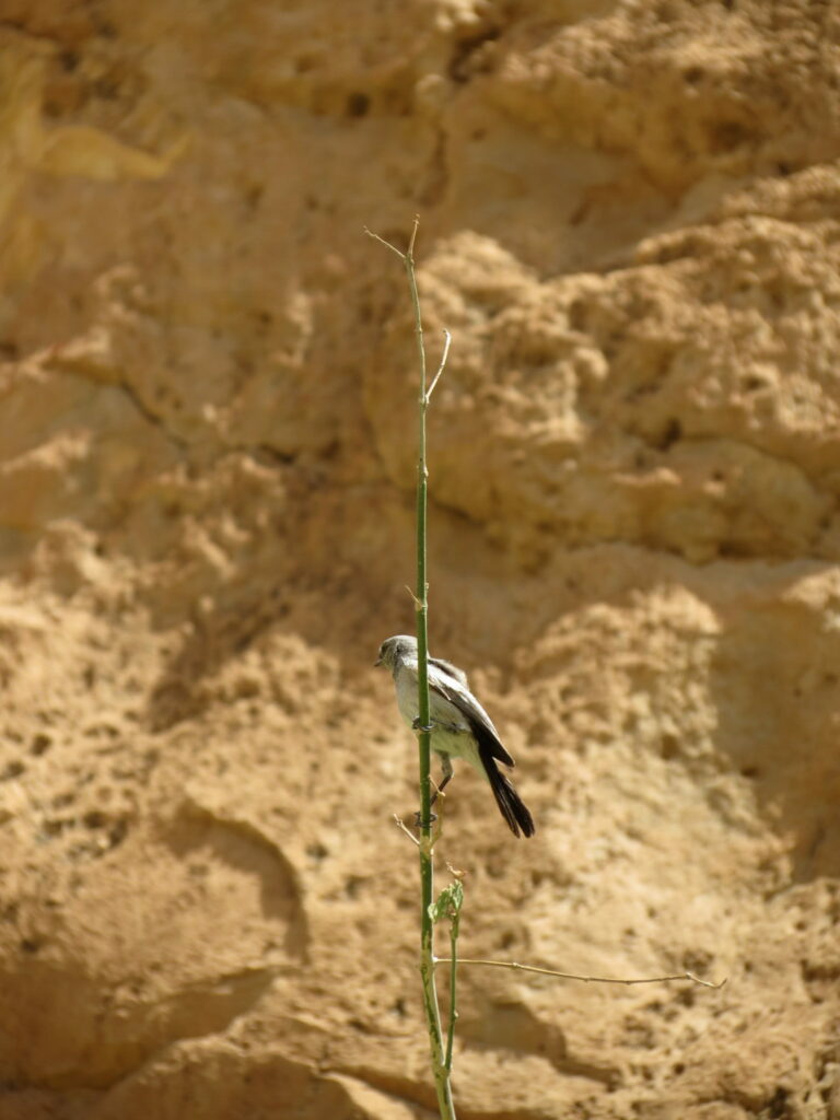 ציפור על ענף במעלה האיסיים שבמדבר יהודה 