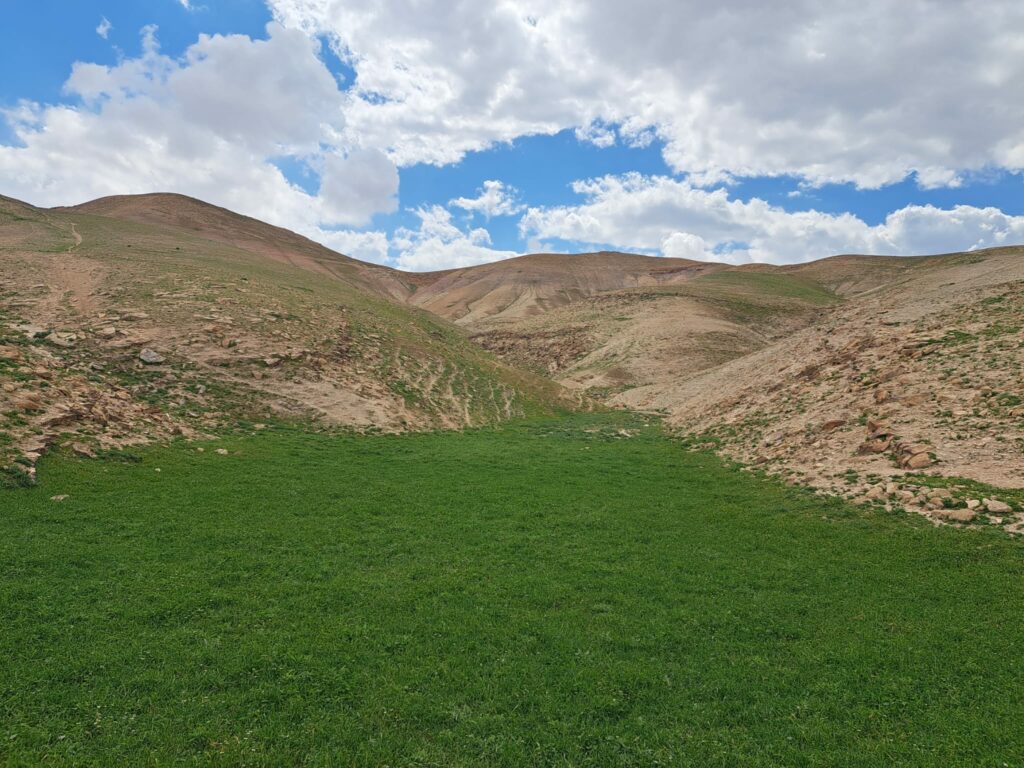 פריחה בבקעת הורקניה שבמדבר יהודה 