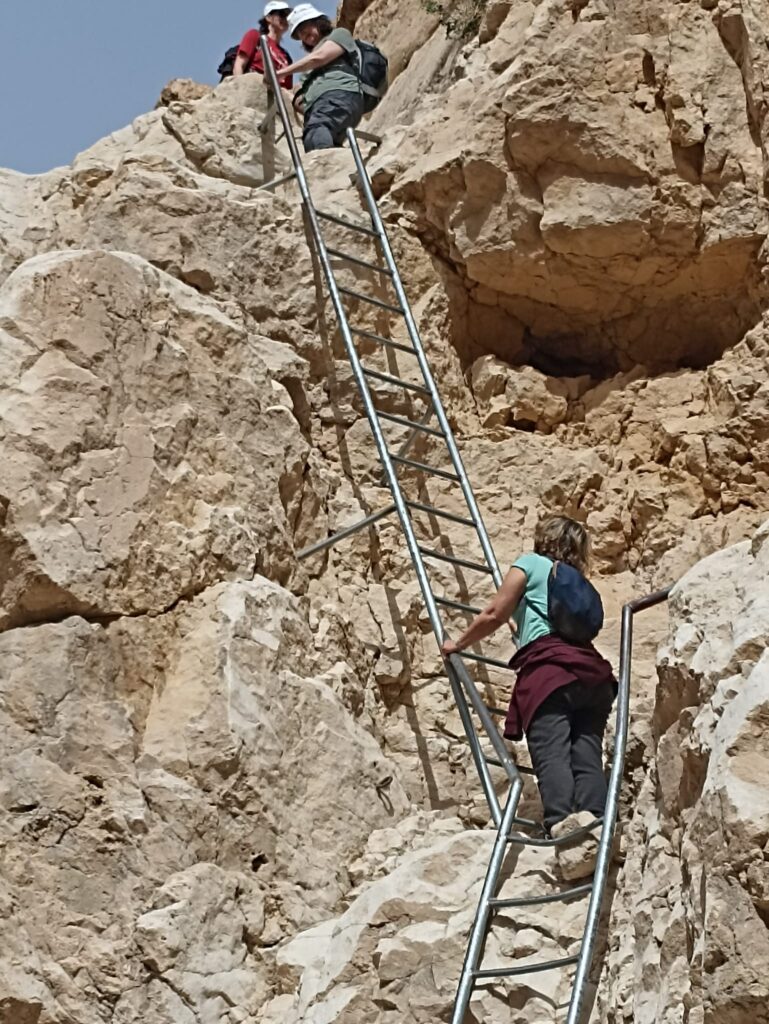 מטיילת מטפסת על סולם בנחל תמר 