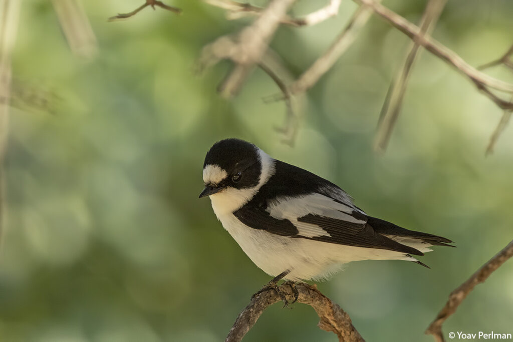 תקריב של חטפית לבנת עורף 