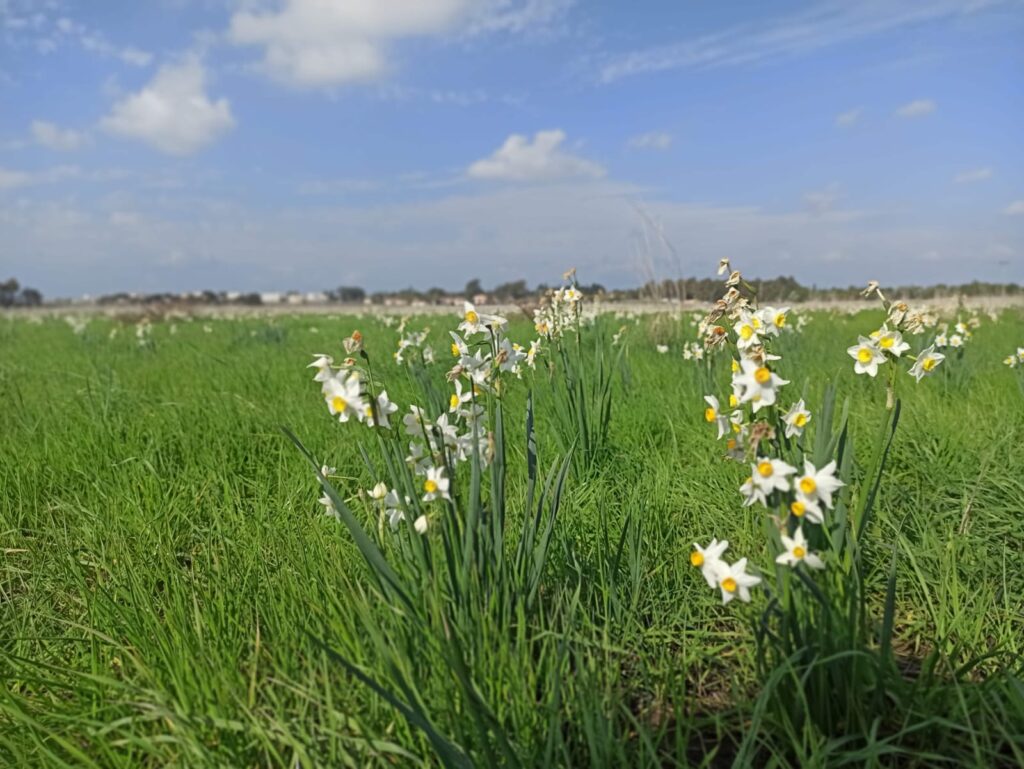 פריחת נרקיסים באחו נוב 