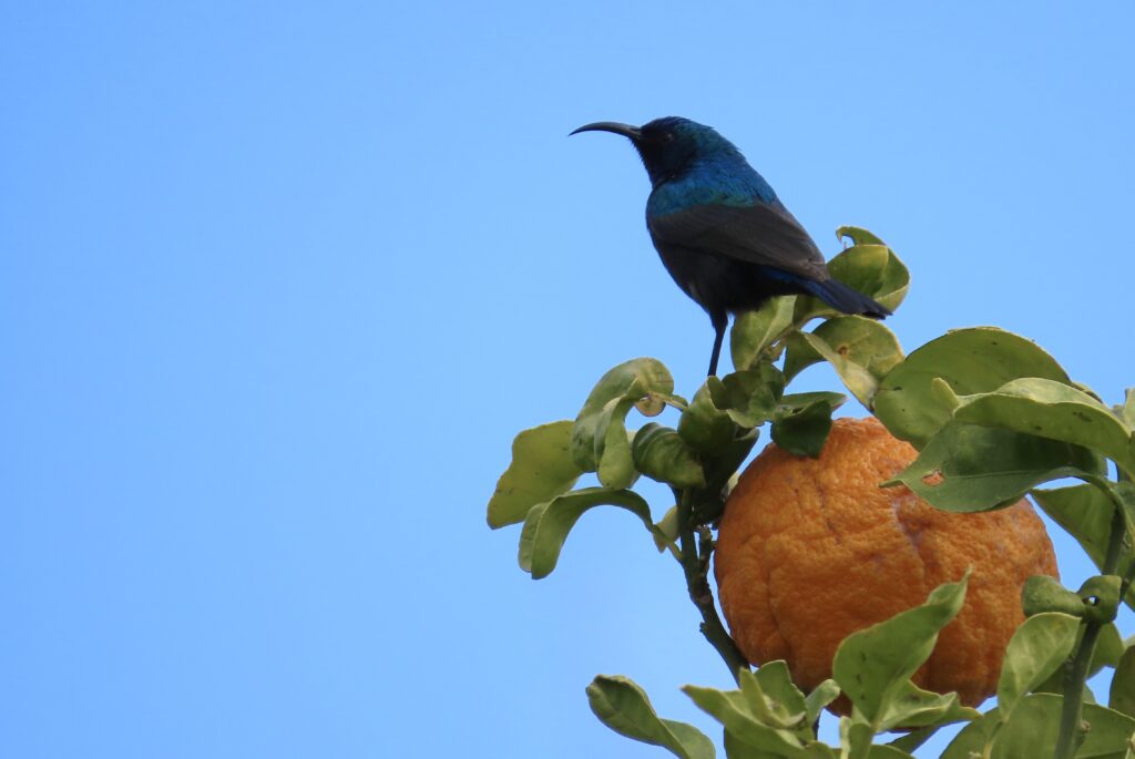 צופית בוהקת בקריית שמונה