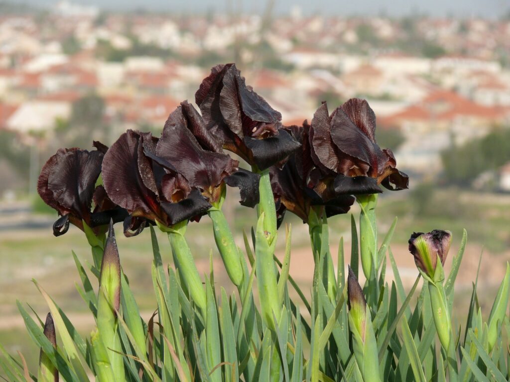 אירוס שחום בכתף באר שבע