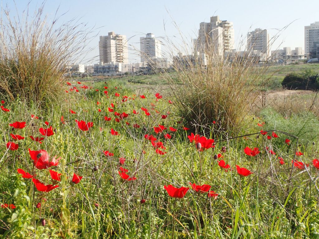 מרבד כלניות בגדת נחל לכיש עם בתים ברקע