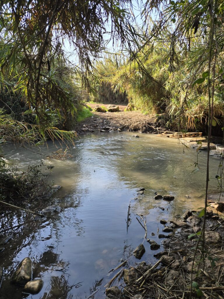 נחל הירקון בפינה נסתרת מלאת צמחיה 