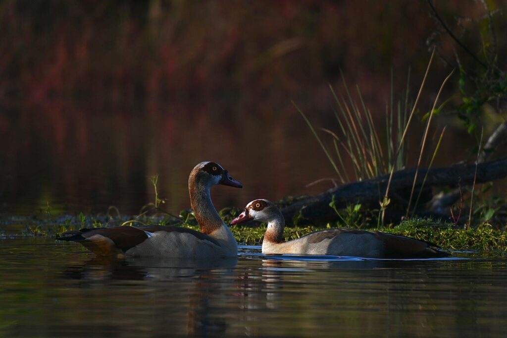 יאורית בזוג 