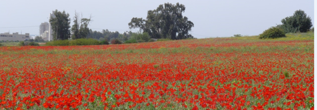 מרבדי פרגים בגבעת הכורכר בנס ציונה 