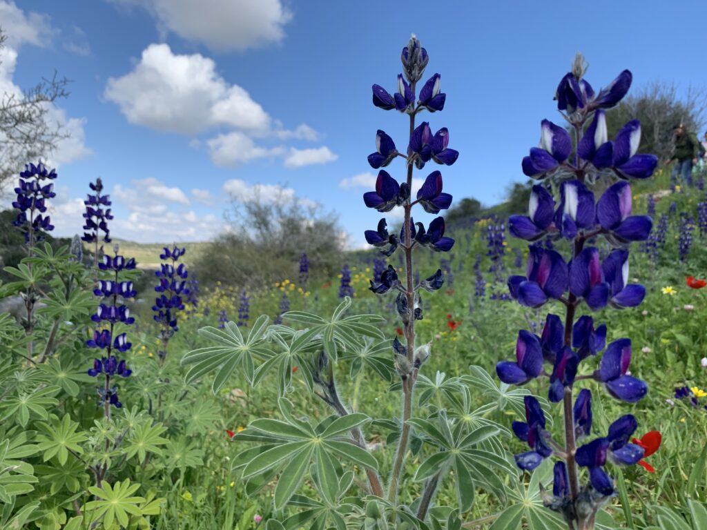 תורמוס הרים בתל שוכה