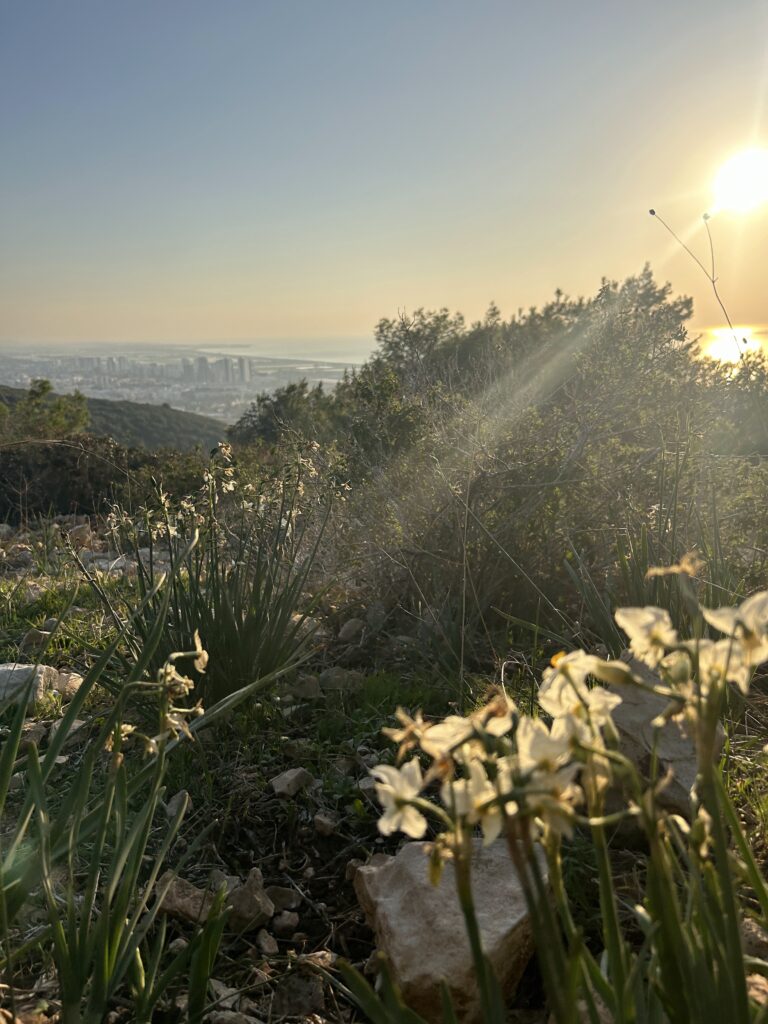 פריחת נרקיסים בתל אהרון בשקיעה 