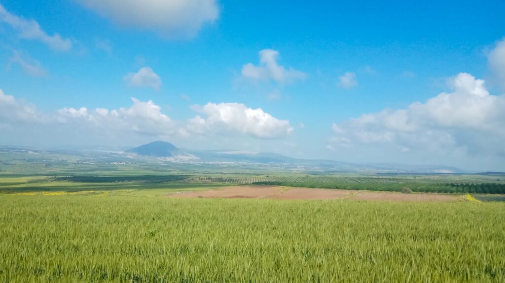 רמת סירין והר תבור בפריחה 