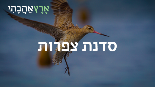 ציפור עפה
