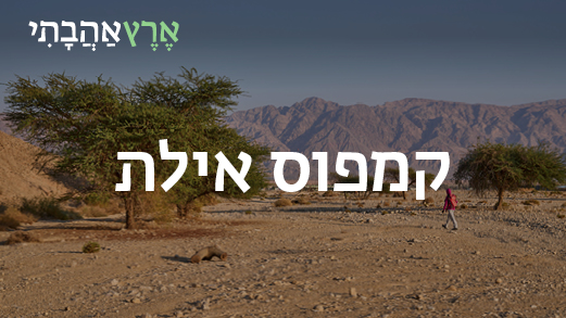 קמפוס אילת