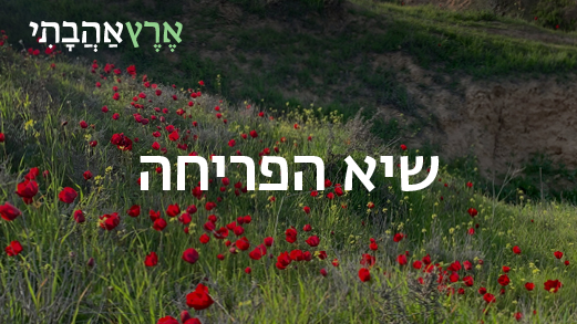 כלניות על גבעה ירוקה