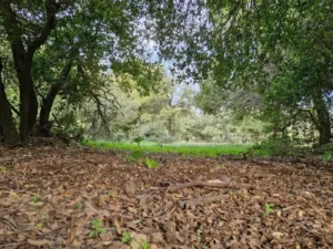 פינה מוצלת ביער אודם