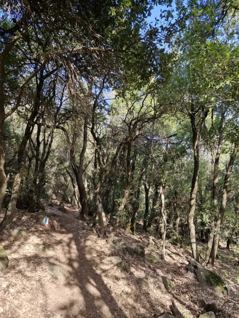 יער אודם 