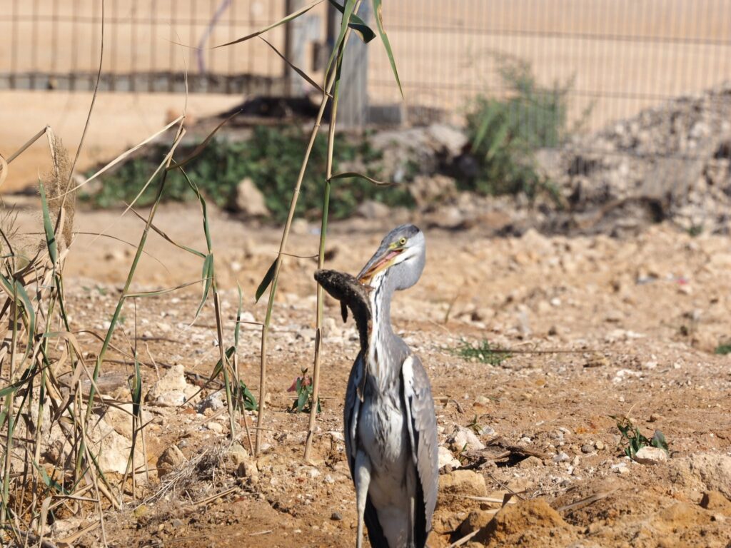אנפה עם דג בפה בפארק הצפרות מעגן מיכאל 